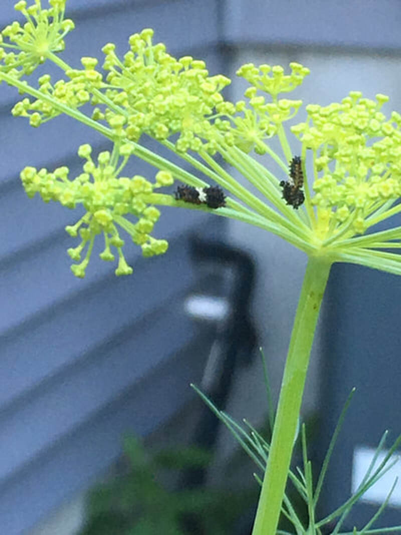 Swallowtail larvae on dill