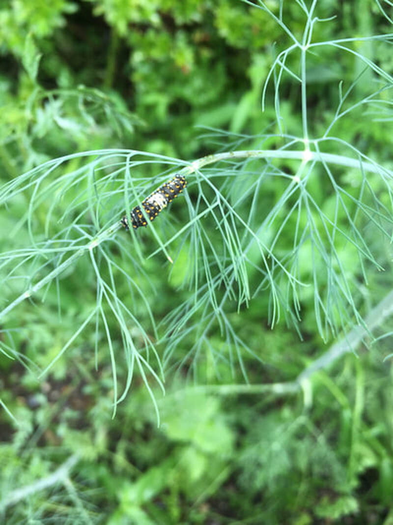 Swallowtail baby caterpillar on dill