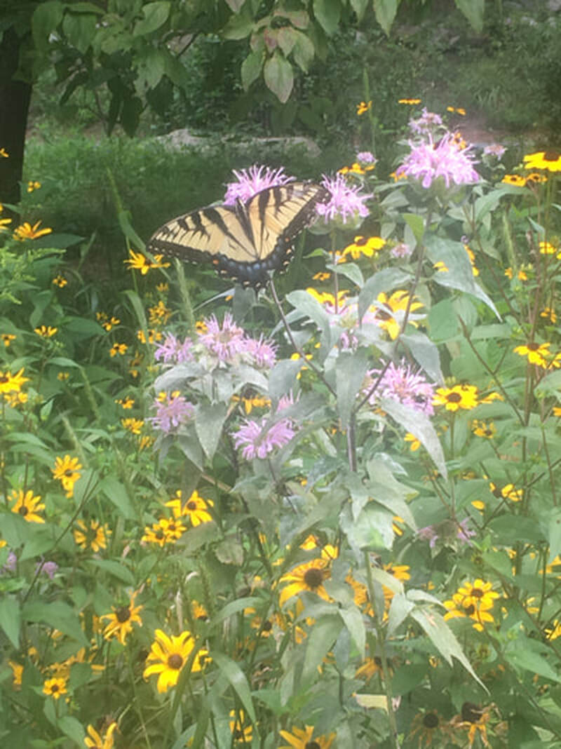Adult swallowtail butterfly 